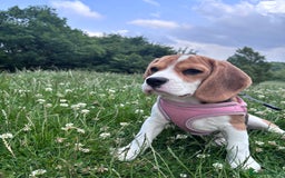 Beagle dogs for sale: Lexi  - Advert 15