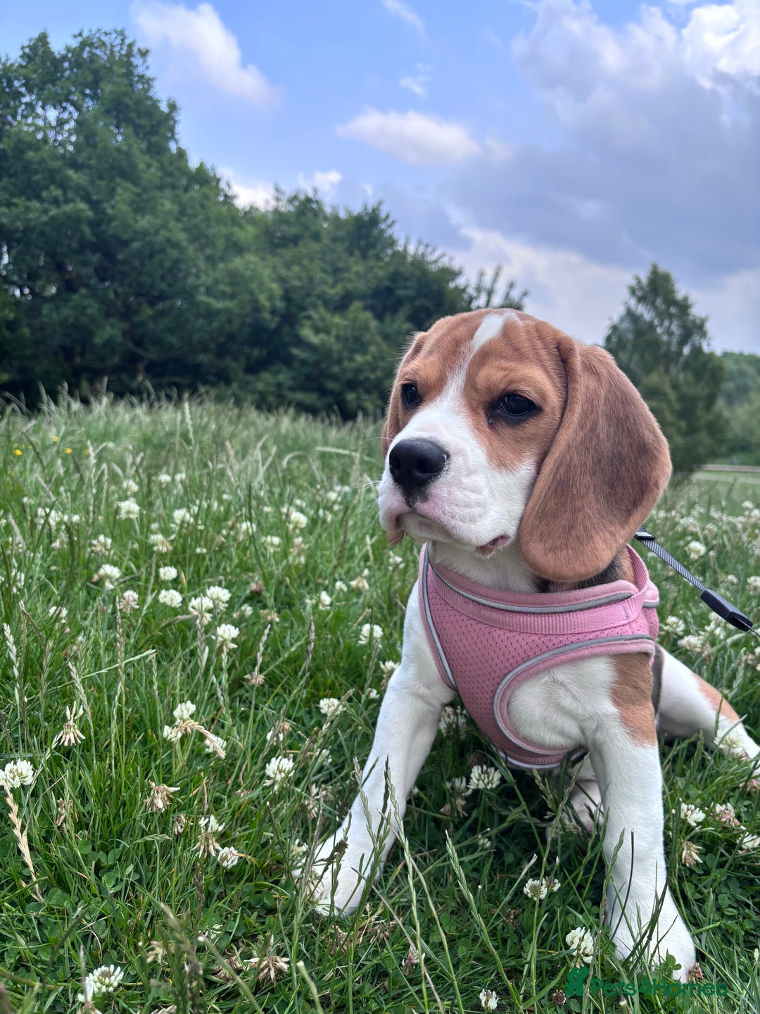 Beagle dogs for sale: Lexi  - Advert 15