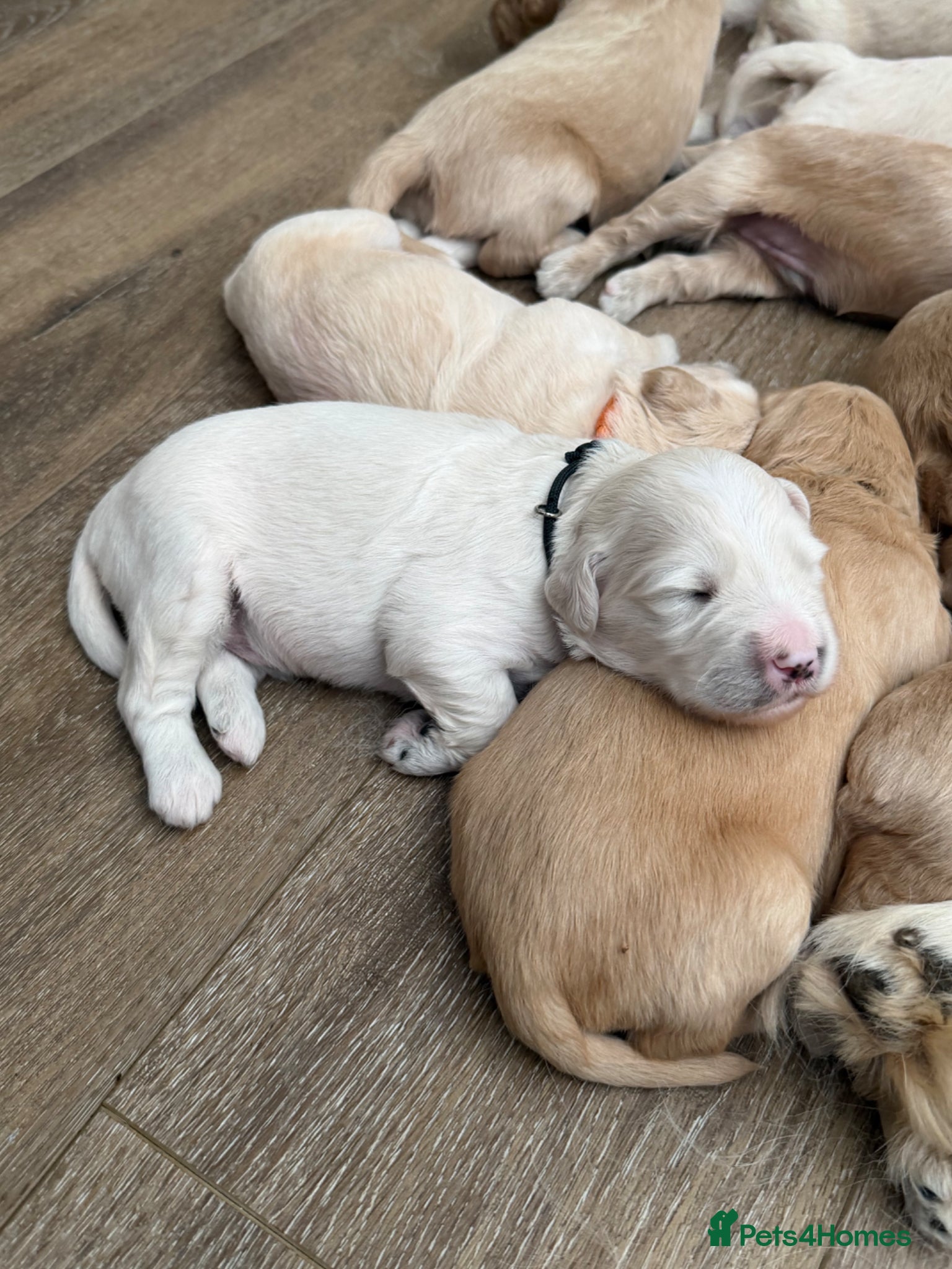 Mixed Breed dogs for sale: Quality Health Tested Goldendoodles - Advert 4