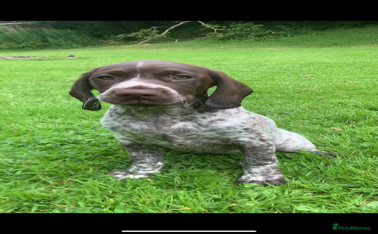 Mixed Breed dogs - Advert 2