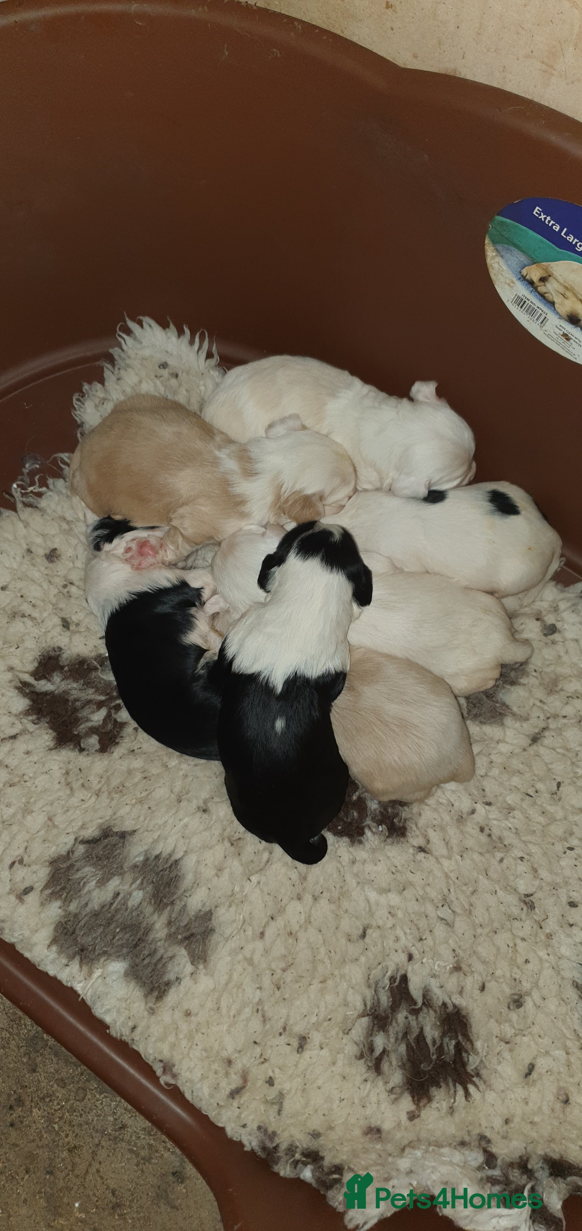 Tibetan Terrier dogs Tibetan terriers  - Advert 3