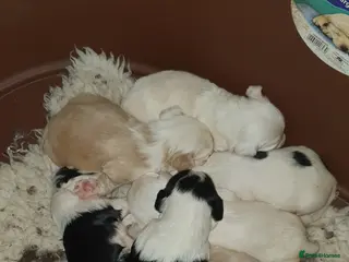 Tibetan Terrier dogs Tibetan terriers - Advert 3