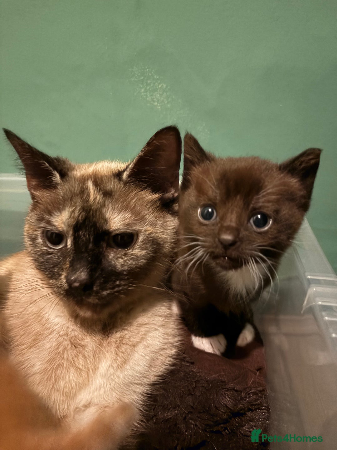 Mixed Breed cats for sale: 3 Stunning Kittens Ready to Go! - Advert 1