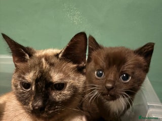 Mixed Breed cats 3 Stunning Kittens Ready to Go! - Advert 1