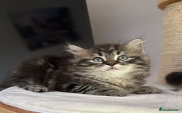 Siberian cats for sale: Champion line Kittens  - Image 9