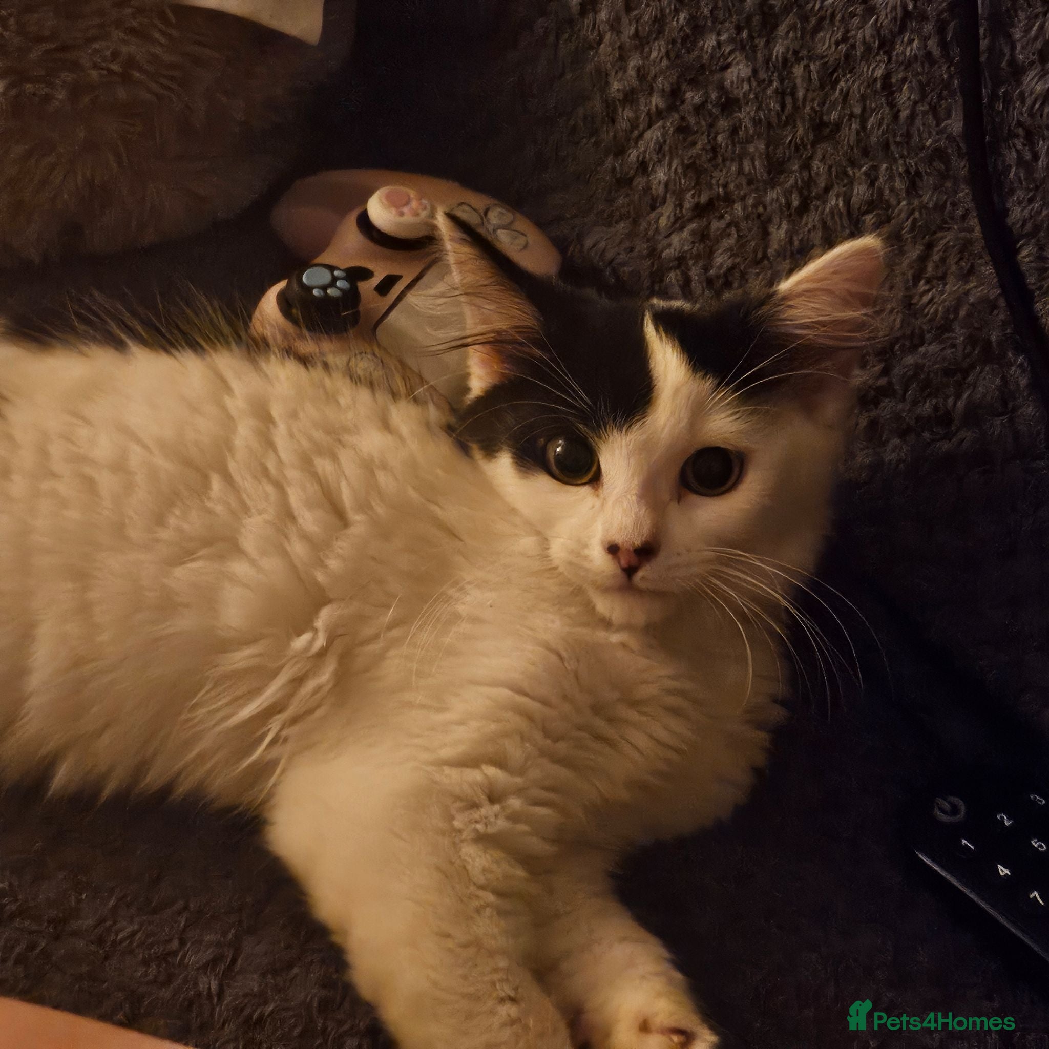 Mixed Breed cats A newcomer is looking for a home - Advert 1