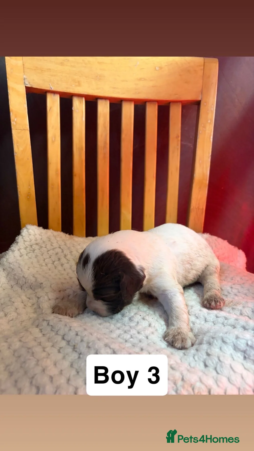 English Springer Spaniel dogs for sale: Gorgeous English Springer Spaniel pups🐶 - Advert 8