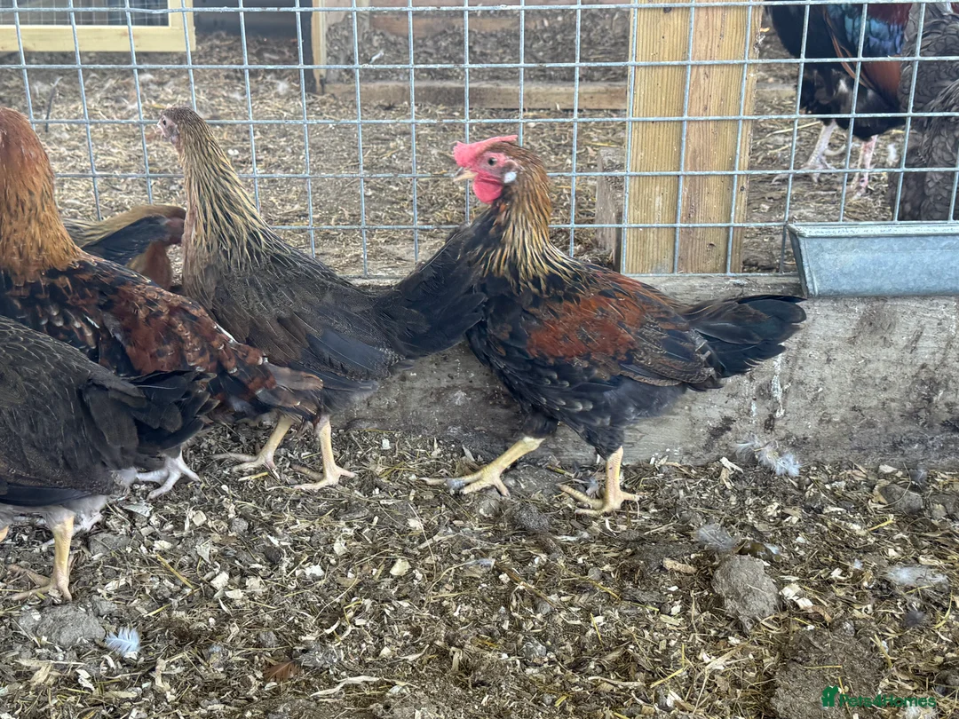 Hens poultry for sale: Buff Orpington’s. Brown leghorns.  cream legbars  - Advert 12