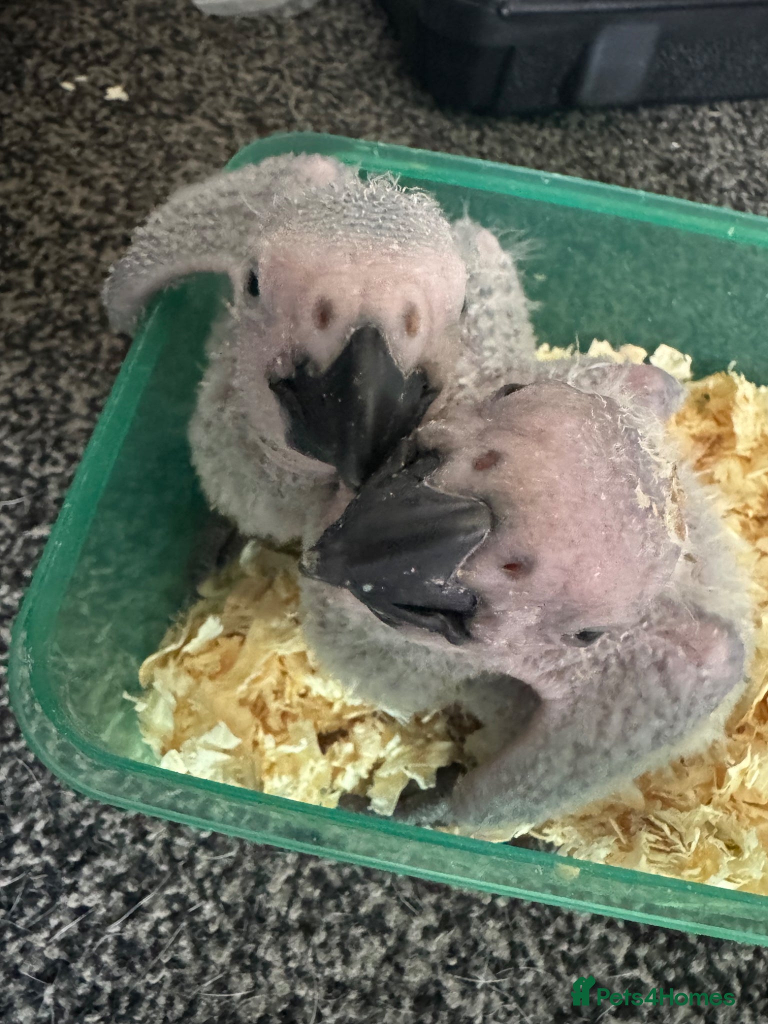 Parrots birds for sale: Baby hand reared African Greys  in Ellesmere Port - Advert 3