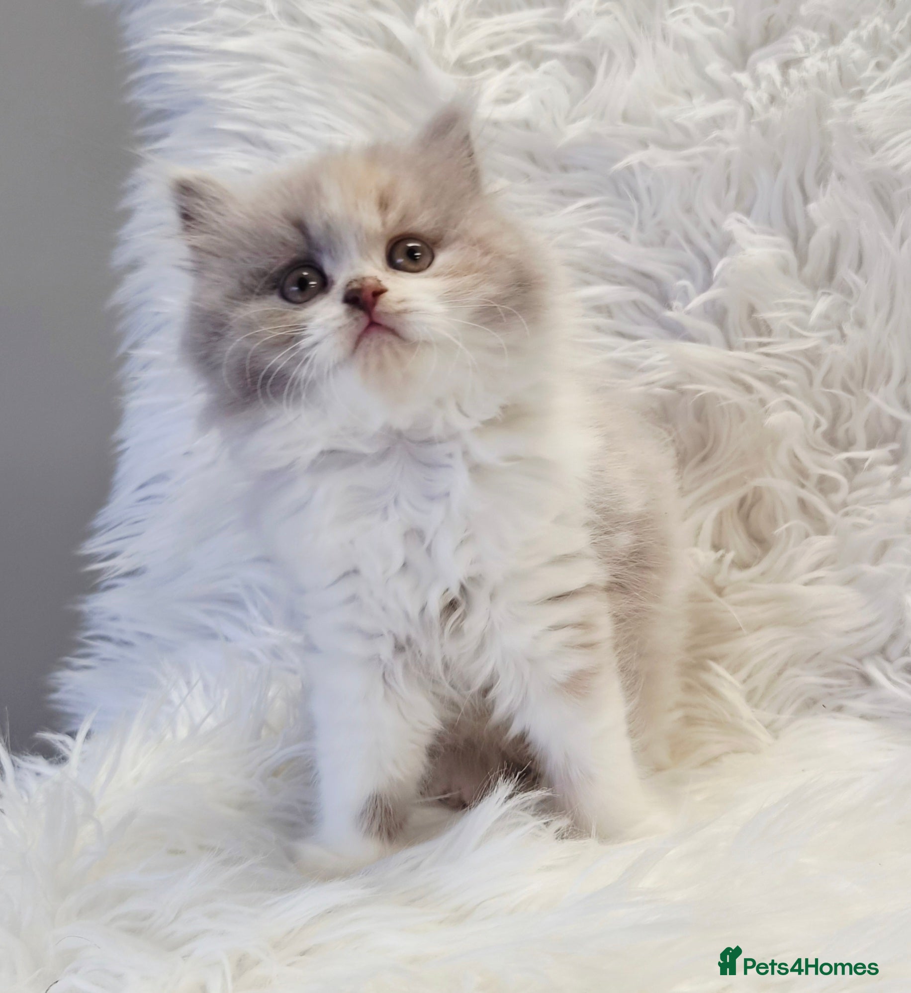 British Longhair cats Stunning longhair girl - Advert 7