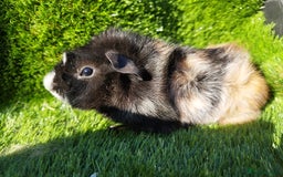 Guinea Pig rodents for sale:  4 BOYS all young babies  - Image 7