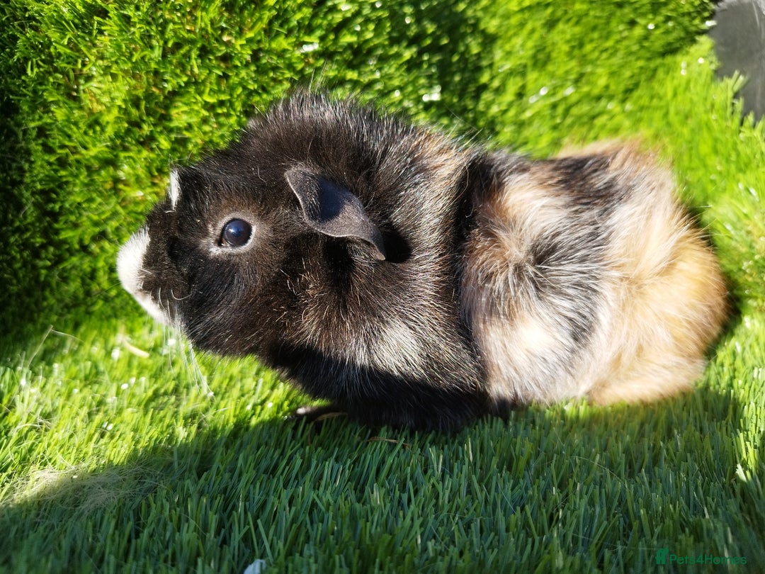 Guinea Pig rodents for sale:  4 BOYS all young babies  - Image 7