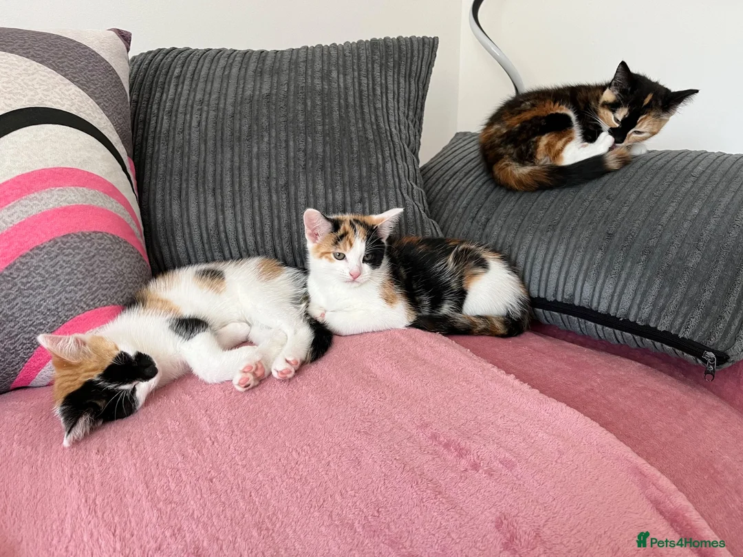 Domestic Shorthair cats for sale: Selling domestic kittens (calico kittens) in Livingston - Advert 15