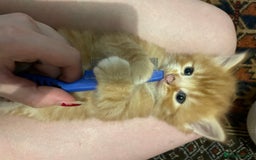 Domestic Shorthair cats for sale: litter of ginger and tuxedo kittens all boys - Image 7