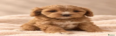 Cavapoo 1