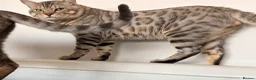 Bengal cats for sale: Bengal kittens for sale  in London - Advert 11
