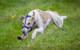 Whippet dogs for stud: Beautiful Whippet Dodger for STUD | Unproven - Image 3