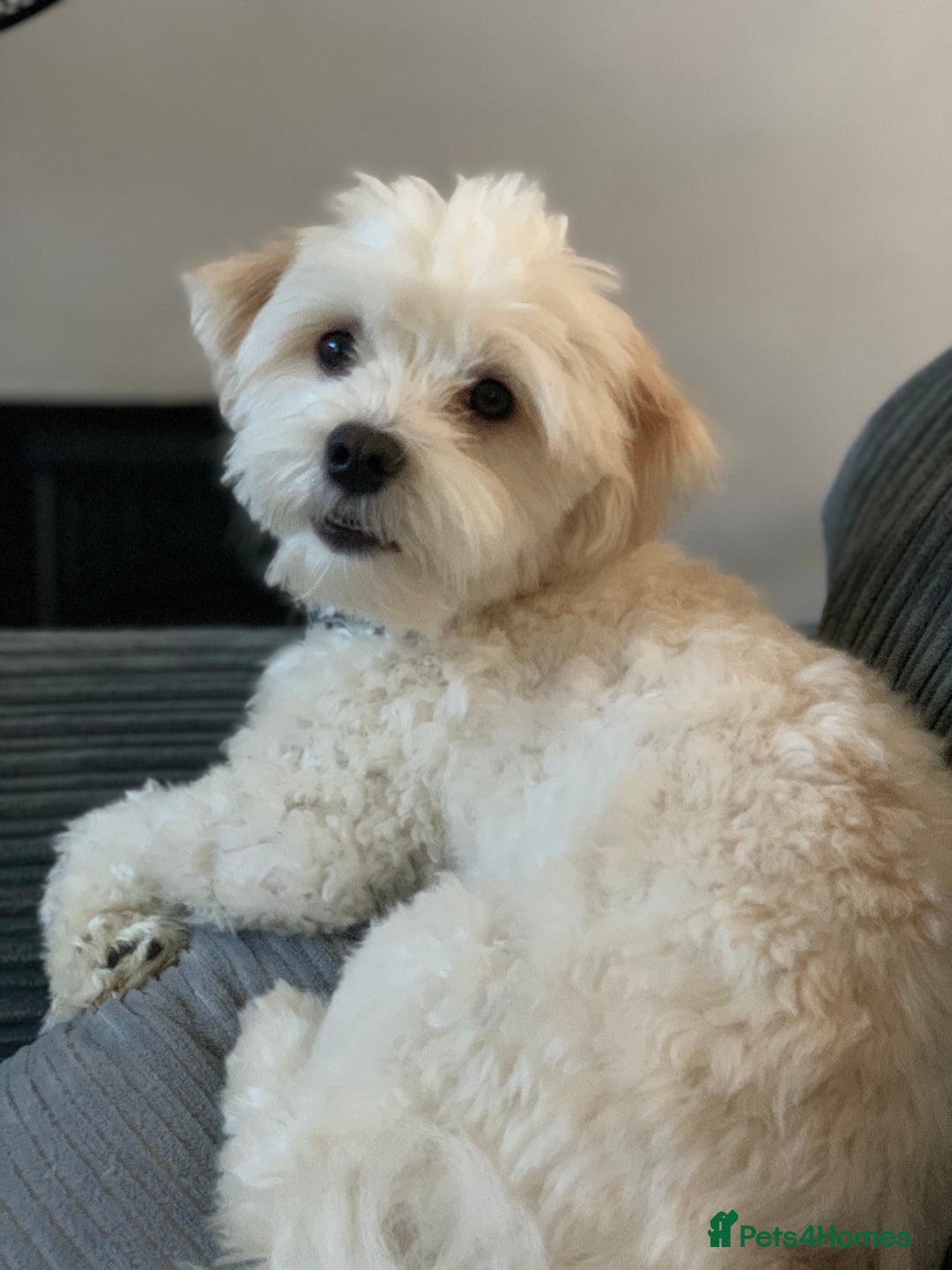 Mixed Breed dogs for sale: Cavaschon female and Maltese mix male  - Image 7