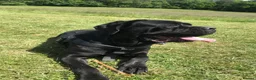 Cane Corso dogs for sale: Beautiful Cane Corso 6 years old in Luton - Advert 4
