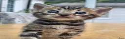 Bengal cats for sale: 🐆 2 BEAUTIFUL TICA BENGAL GIRLS – £1,200 EACH 🐆 - Advert 18