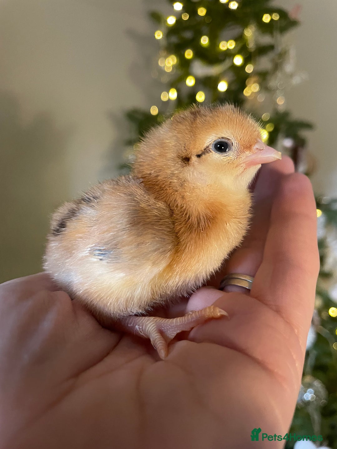 Chickens poultry for sale: Day old BCMs & Olive eggers.  - Advert 3