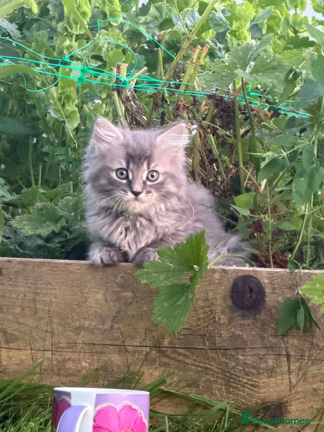 Ragdoll cats for sale: Rag doll purple nose ball of fluff in Swansea - Advert 2