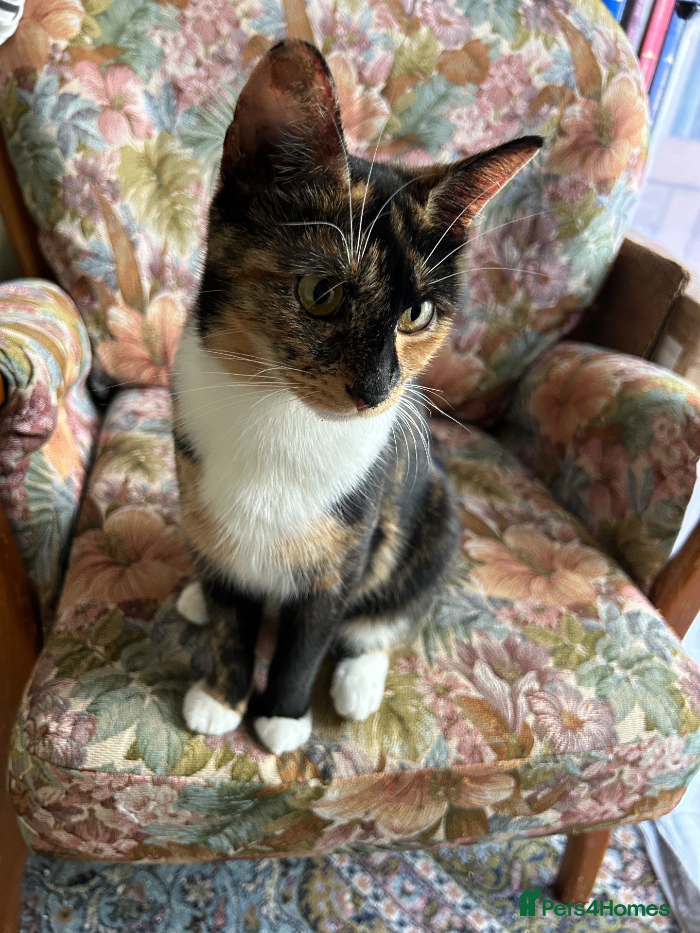 Mixed Breed cats 4 Beautiful kittens looking for living homes. - Advert 2