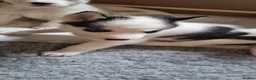 Siberian Husky dogs for sale: Siberian Husky puppies for sale. in Wick - Advert 6