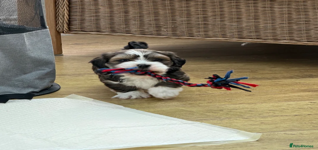 Gallery Image {{count}}