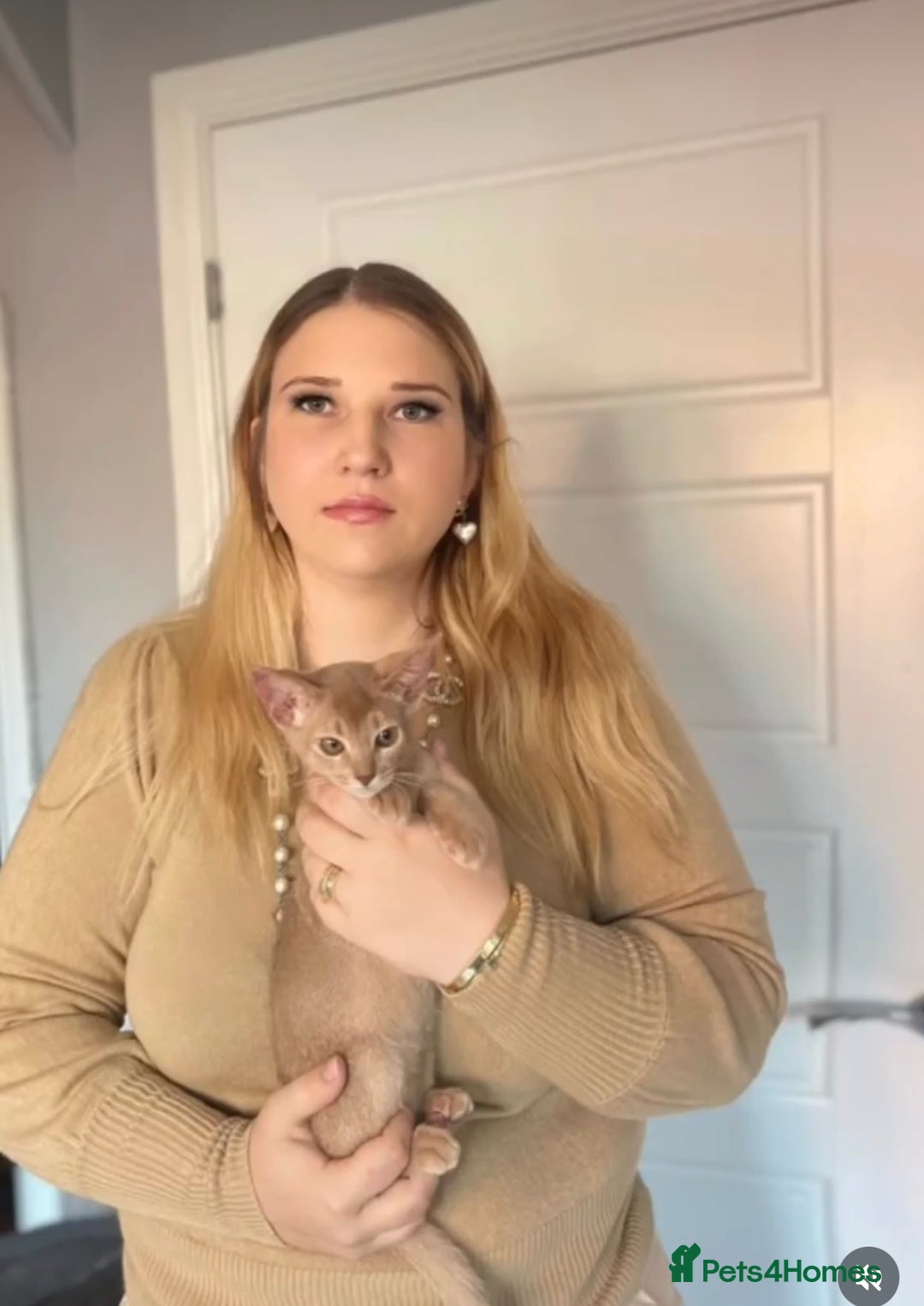 Abyssinian cats for sale: Pure pedigree fawn Abyssinian kittens 🐱  - Advert 8