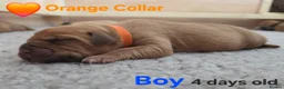 Mixed Breed dogs for sale: Stunning Dogue de Bordeaux / Mastiff puppies - Advert 9