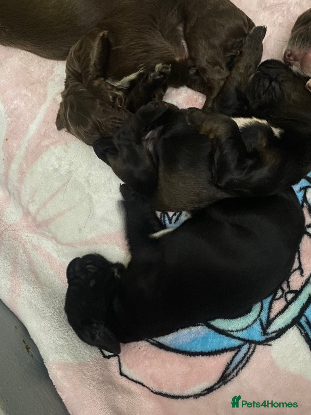 Sprocker dogs for sale: Beautiful Sprocker Puppies Ready 30th December - Advert 7