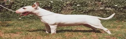 English Bull Terrier dogs for sale: KC Champion Show Quality Pups  Ready this weekend  - Advert 3