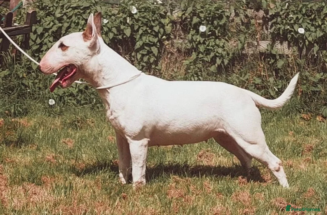 Bull Terrier dogs for sale: Ready Now KC reg show quality puppies  - Advert 2