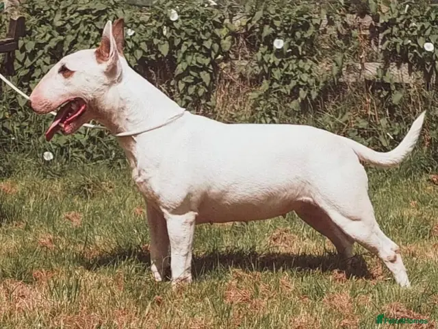 Bull Terrier dogs Ready Now KC reg show quality puppies - Advert 2