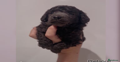 Miniature Poodle dogs - Advert 16