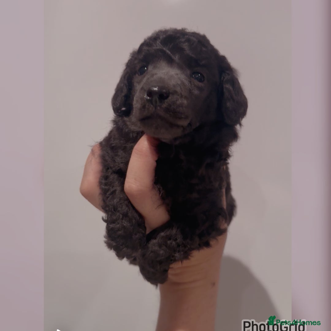 Miniature Poodle dogs for sale: Exceptional Silver mini poodles  - Image 3