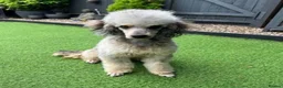 Miniature Poodle dogs for stud: PROVEN BLUE MERLE PHANTOM MINI POODLE DNA TESTED - Advert 3