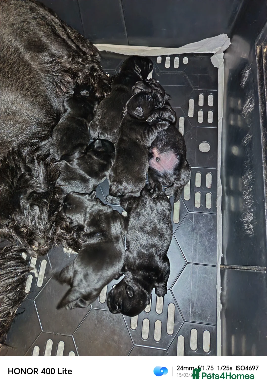 Scottish Terrier dogs for sale: KC registered Scottish terrier puppies  - Advert 8
