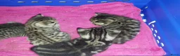 British Shorthair cats for sale: Tabby british shorthair kittens - Advert 22