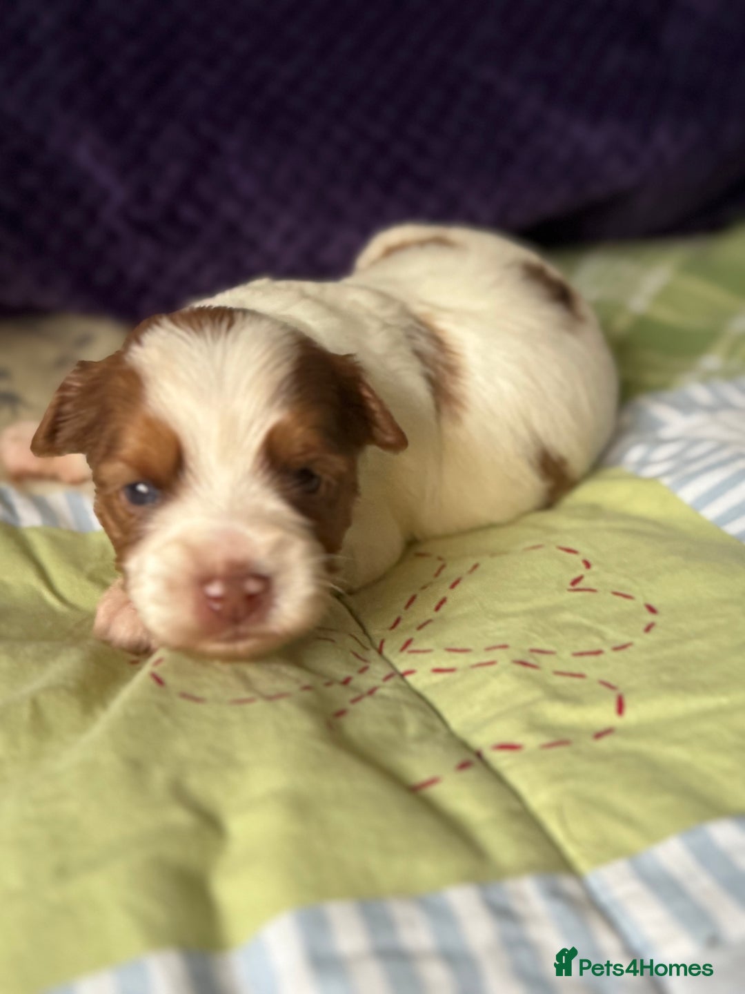 Yorkshire Terrier dogs for sale: Adorable Health Tested Coloured Yorkies (Biewer)  - Advert 22