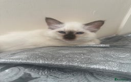 Birman cats for sale: Lovely Birman kittens  - Image 23