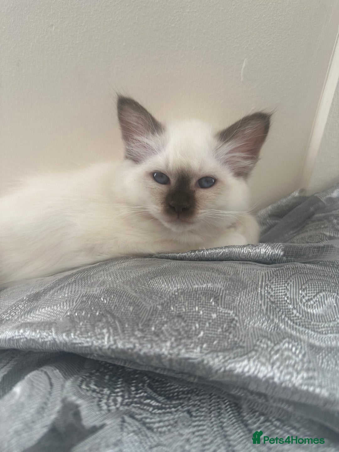 Birman cats for sale: Lovely Birman kittens  - Image 23