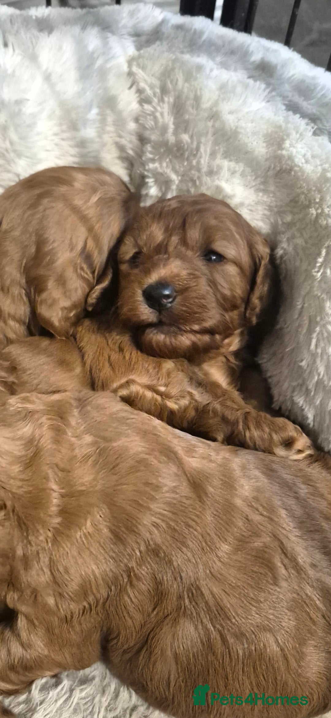 Cockapoo dogs for sale: Adorable fox red f1 toy cockapoo puppies - Advert 3