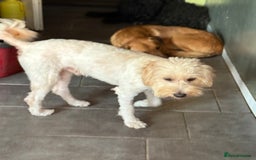 Tibetan Terrier dogs for adoption: Sweet Barney looking for LOVE - Image 11