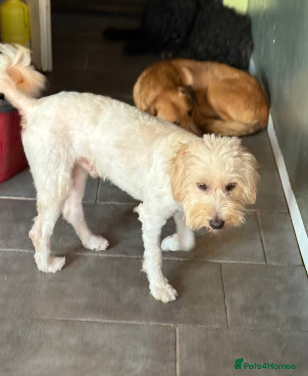 Tibetan Terrier dogs for adoption: Sweet Barney looking for LOVE - Image 11