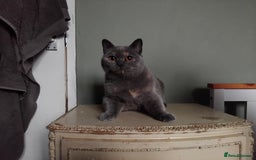 British Shorthair cats for sale: Beautiful British Shorthair  - Image 1