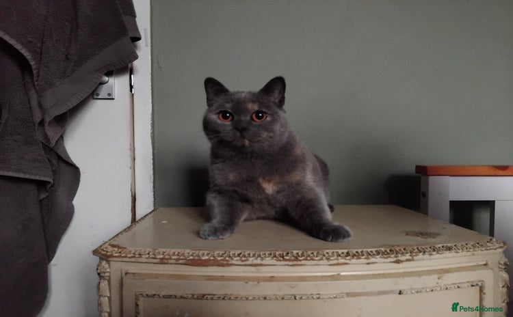 British Shorthair cats for sale - Advert 2