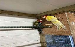 Parakeets birds for sale: Rosellas  - Image 2
