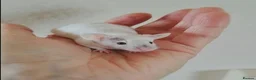 Mouse rodents for sale: Handsome baby boy mice  - Advert 2